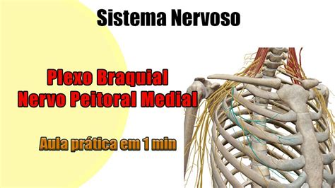 Tudo Sobre O Nervo Peitoral Medial Plexo Braquial Anatomia Humana