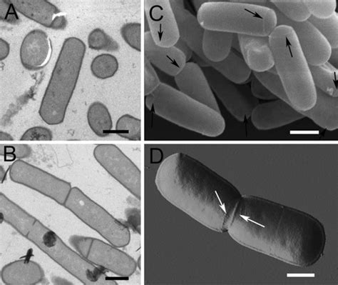 Morphology of the intact B. subtilis cells. a, b Ultrathin sections of ...