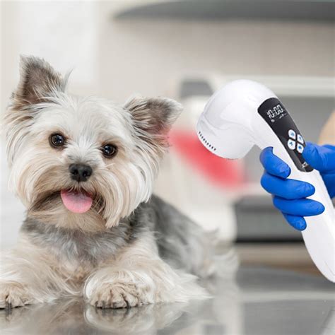 Dispositivo Vet Device Cold Laser Therapy For Pets Dispositivos De