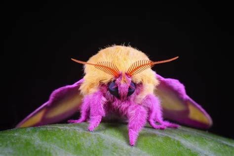 This Colorful Critter Is A Rosy Maple Moth A Species Known For Its