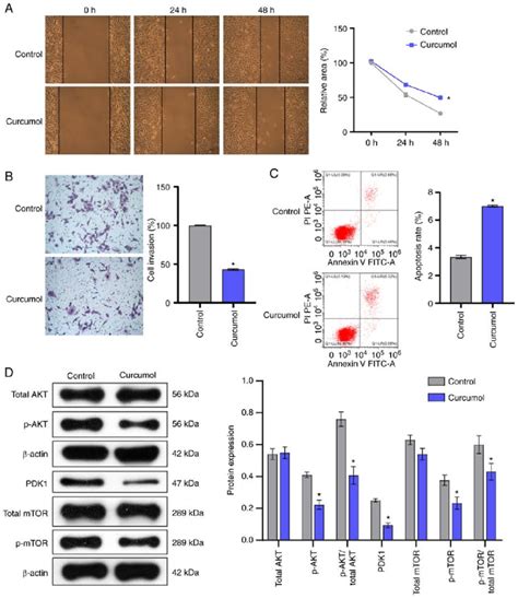 Curcumol Regulates The Pdk Akt Mtor Signaling Pathway And Inhibits The