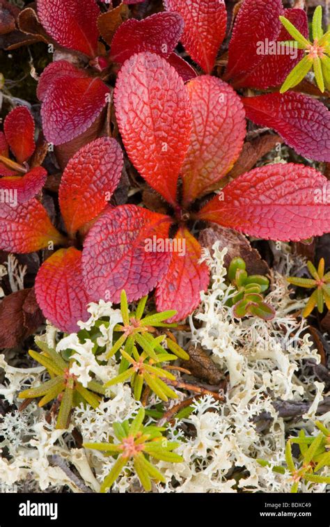 Subarctic plants hi-res stock photography and images - Alamy