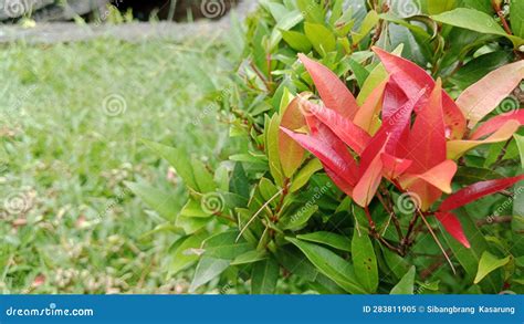 Syzygium Australe Tree In Morning Sunlight Syzygium Australe With