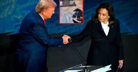 Trump o Kamala Joy la perrita más famosa en las redes sociales por