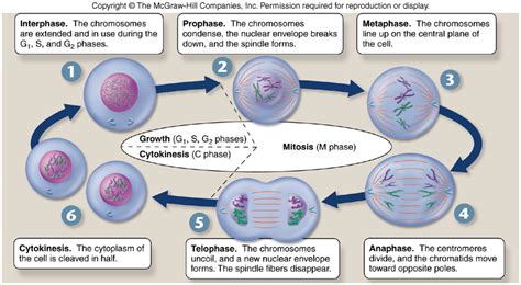 Cell Cycle and Mitosis - Parker S AP bio 3rd period