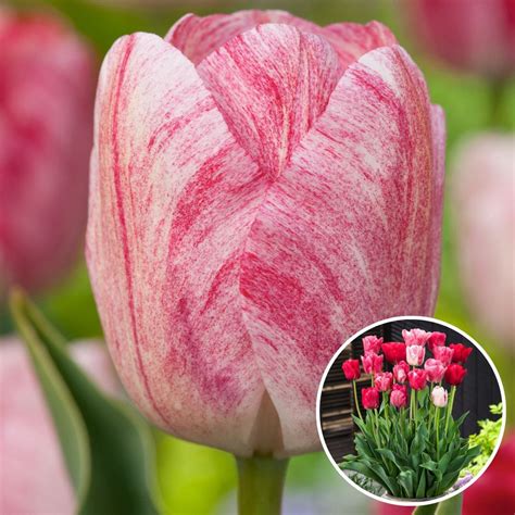 Plant In A Box Tulipa Hemisphere Bloembollen X Tulp Roze