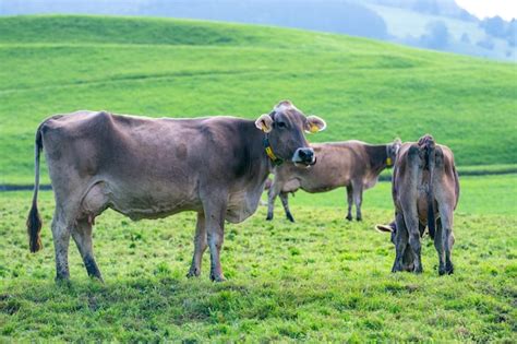 Premium Photo Cows On A Pasture In Alps Cows Eating Grass Cows In