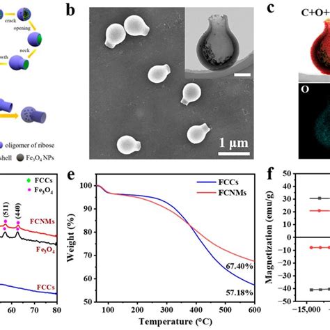 Fabrication And Characterizations Of The Fcnms A Schematic