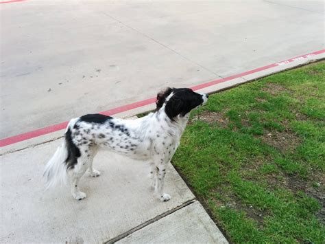 Border collie English Springer spaniel mix? : BorderCollie