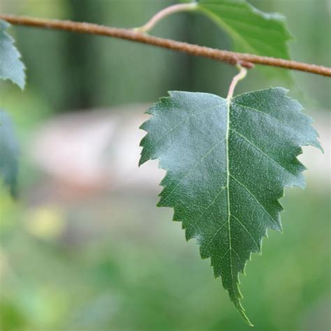 Large Silver Birch Tree T Send A Silver Birch Tree