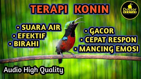 TERAPI KONIN BIKIN EMOSI GACOR FULL ISIAN DENGAN SUARA GEMRICIK AIR