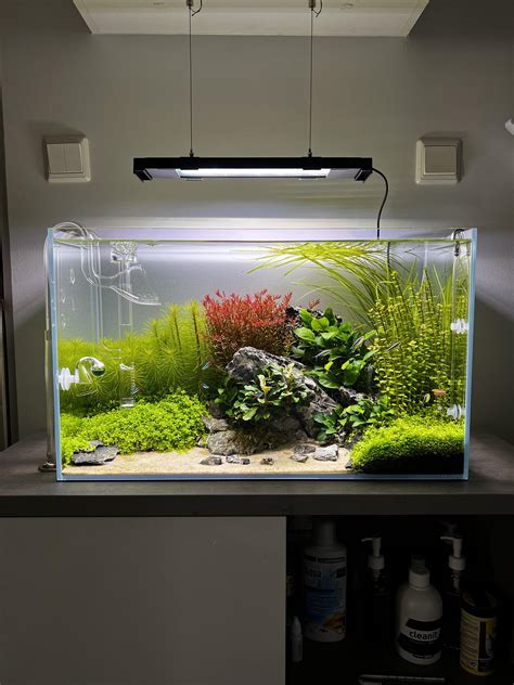 453 best Neon Tetra images on Pholder | Aquariums, Planted Tank and ...