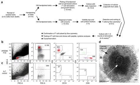 Schema Of Islet Handling And Ex Vivo Isolation And Growth Of T Cells