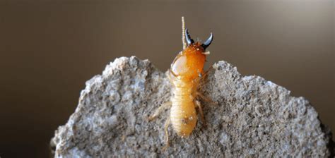 How Can I Tell If I Have Termites Chorbie Home Services