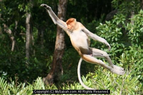 Proboscis Monkey, Labuk Bay, Sabah, Malaysia/proboscis-monkey-img_3681