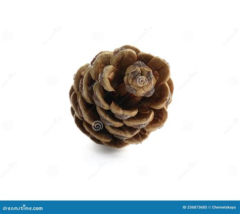 Beautiful Dry Pine Cone Isolated On White Stock Image Image Of Pine