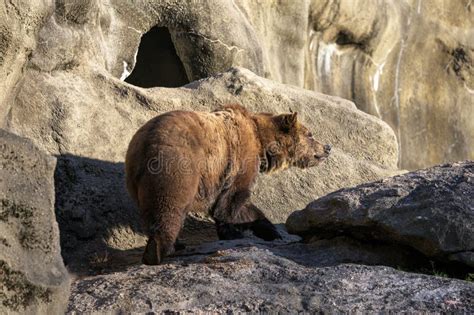 An Adult Grizzly Bear in Its Natural Habitat Stock Photo - Image of ...