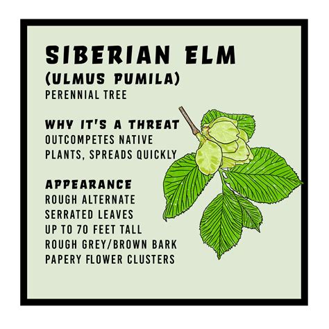 Invasive Species – SWVMA