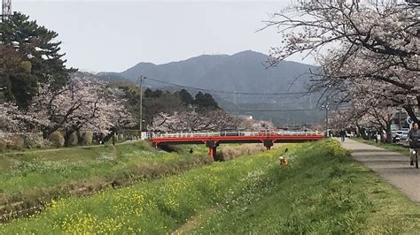 佐奈川堤の桜 ぐるっと豊川 豊川市観光協会