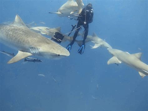Our New Friend Jenny (The Tiger Shark) - SCUBAnauts International