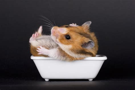 What is a Hamster Sand Bath? – [Vet Explains Pets]