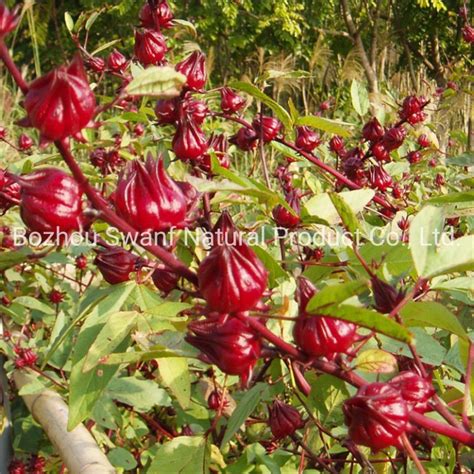 1kg Hybrid Feature Vegetable Roselle Seed Hibiscus Sabdariffa Seeds For