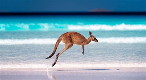 Lucky Bay In Western Australia Named Best Beach In The World