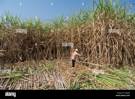 Zuckerrohrernte Fotos und Bildmaterial in hoher Auflösung Alamy