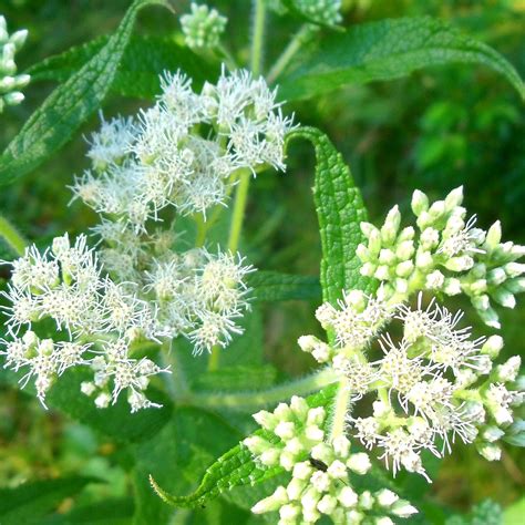 Qauzuy Garden Piezas De Semillas De Flores Blancas Para Plantar