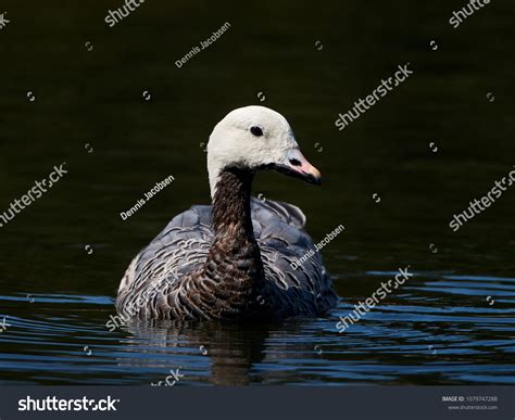 Emperor Goose Chen Canagica Stock Photo 1079747288 Shutterstock