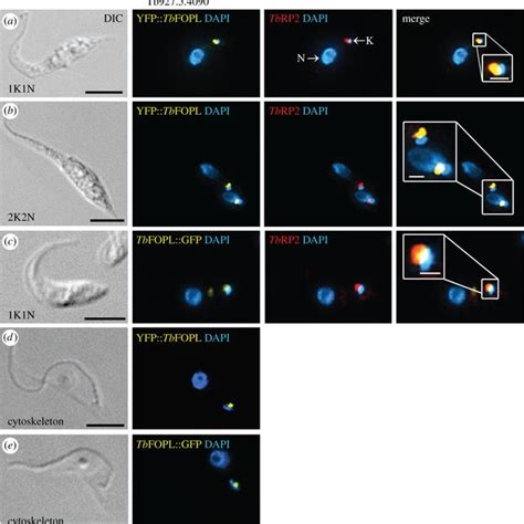 Localization Of TbFOPL Myc In Procyclic T Brucei A Basal Body