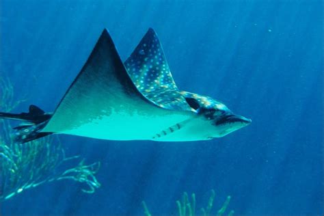 Types Of Stingray Fish | Sciencing