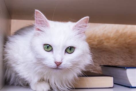 White Cat with Green Eyes Closeup Portrait Stock Image - Image of ...