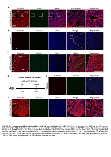 Fig S2 Cre Recombinase Efficiently Recombines Loxp But Not Nox Sites