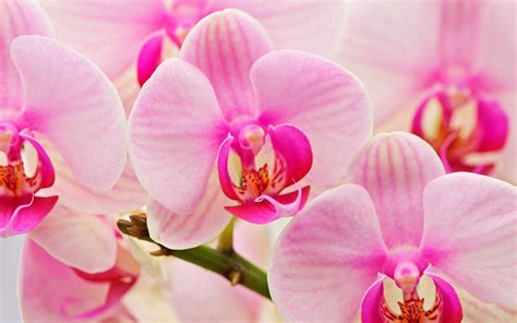 orchid - Full HD Background - Coolwallpapers.me!