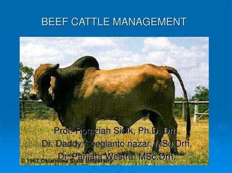 Ppt Beef Cattle Management Powerpoint Presentation Free Download Id 6258565