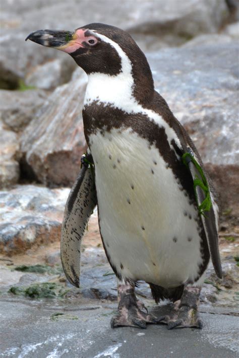 Bakgrundsbilder Djur Vilda Djur Och Växter Zoo Näbb Fauna