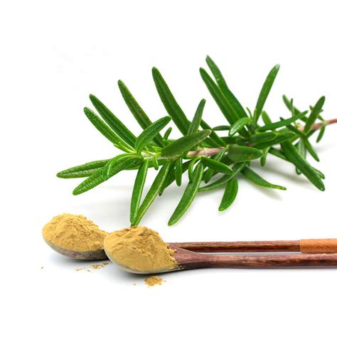 Rosemary Leaf Extract