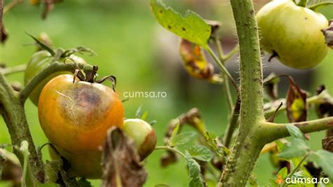 Cum Sa Previi Aparitia Manei La Tomate Sfaturi Utile Cumsa Ro