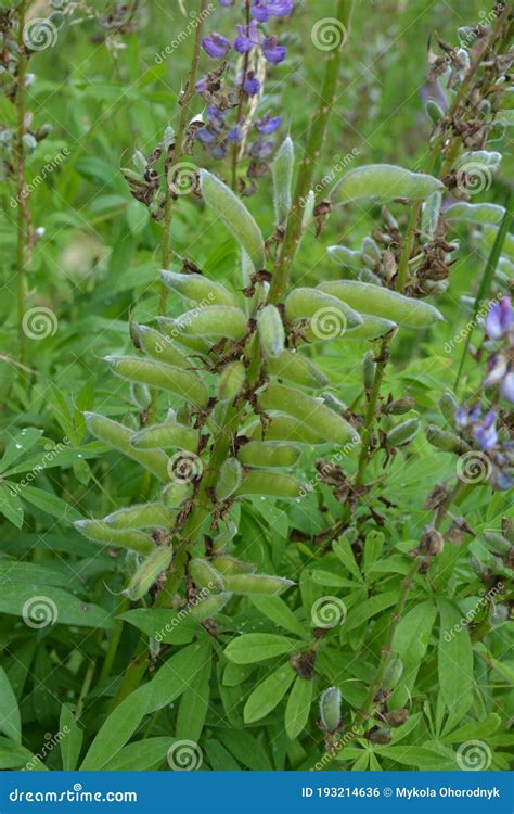 Lupine Seeds Perennial Lupine Lupin Seed Pods Stock Photo Image Of