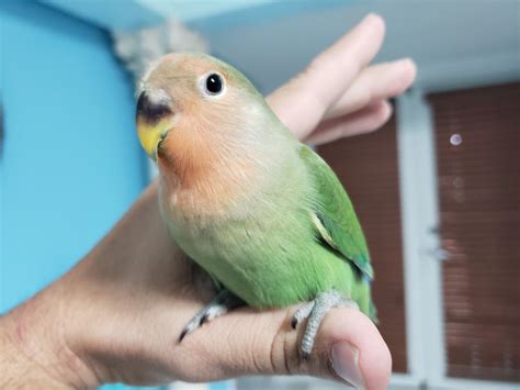 Green Peach Face Lovebird