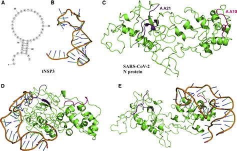 Discovery Of Dna Aptamers Targeting Sars Cov Nucleocapsid Protein And