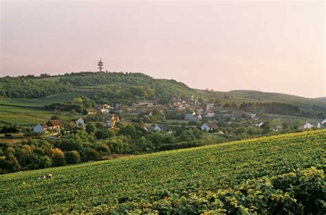 Aligoté: Burgundy’s other white wine plus 26 of the best to seek out ...