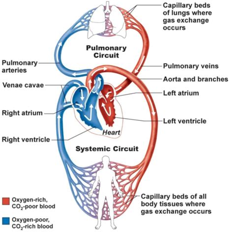 Lab 6 Cardiovascular System Flashcards Quizlet