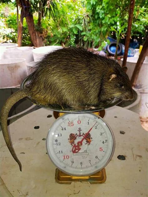 exotic siomai rat meat eat travel relax facebook