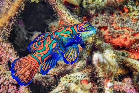 Colorful Mandarin Fish : r/Fish