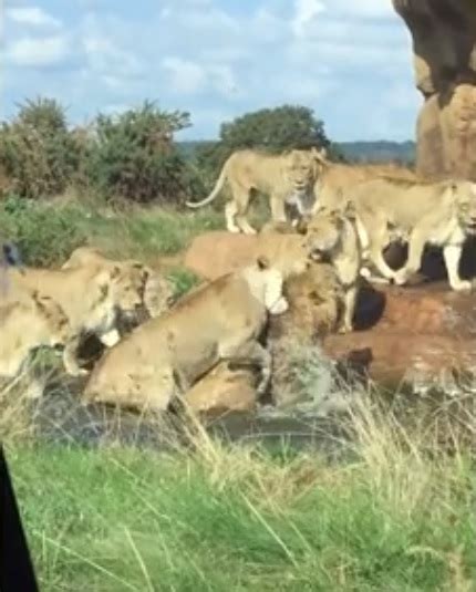 Lioness Pride Attacks Male Lion In Safari Park In Front Of Stunned Tourists - Small Joys