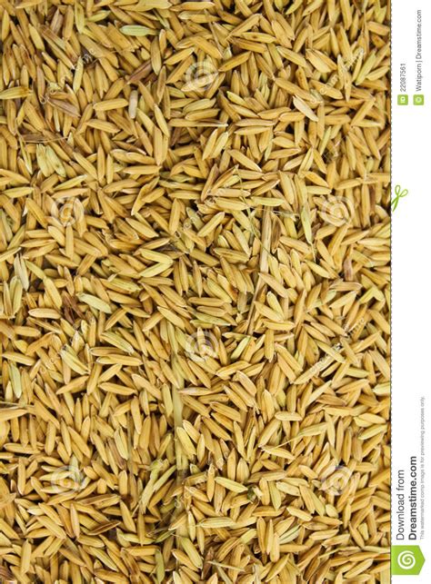 Fundo Da Semente Do Arroz Imagem De Stock Imagem De Campo