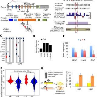 An overview of the potential duon mutations in human cancers. (A) A... | Download Scientific Diagram