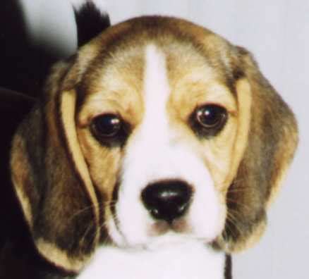 English Foxhound Puppies Images | Puppies Pictures Online